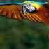 Naden Macaw