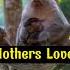 Mothers Love Animals Lovebirds Srilanka Lovebirds Tiktok Video Videos India Cat Mother