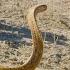 Cobra Vs Meerkat Wild Africa National Geographic Wild UK