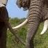 Waring Elephants Deadly Instincts