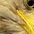 Vet Helps Bald Eagle Learn How To Fly Again The Dodo