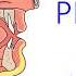 Pharynx Larynx Gross Anatomy