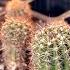 HOW TO PROPAGATE CACTUS THE EASIEST WAY