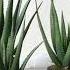 Armada Aloe Vera Plant Succulent Aloe Fake Plants Faux Alavera Green Decor Indoor Outdoor Adornment