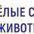 О ДИКИХ ЖИВОТНЫХ ДЕТЯМ I СТИХИ Звуки Фото Видео Анимация ДетскаяпланетаTV