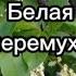 Белая черёмуха очень красивая песня о любви из сериала Цвет черёмухи природа песня весна