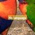 Lovely Species Of Rainbow Parrots Birds Music Ytshorts Birdslover Shortsfeed Trend Parrot