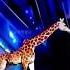 America S Got Talent Giraffe Magic Duo Schumacher AGT Americagottalent Magic