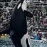 Killer Whale Jumps Out Of Tank Orca Encounters At Sea World Amazing Animals