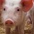 Pig Voice Pig Sound Animal Sound Animal Ringtone Suar Ki Awaj