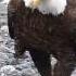 Bald Eagle Walking