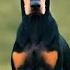 DOBERMAN PINSCHER TYPES 3 TYPES OF DOBERMANNS