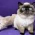 Exotic Shorthair Cat And Kitten Exoticshorthair Creamexotic Sealpoint Colorpoint