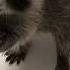 Cute Funny Raccoon Videos