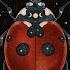 Ladybug Extended Mix