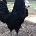 Our Many Roosters Crowing Compilation Different Breeds Shorts