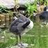 Coot Chick Preening Feathers In A Pond Birds Coot