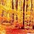 Enchanting Autumn Forests With Beautiful Piano Music 4K Autumn Ambience Fall Foliage