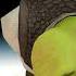 MMD Shrek Swalla