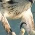 Incredible Osprey Photography 8x Slow Motion Video Insane Osprey Dives 600f4 GM BIF