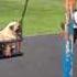 Funny Video Pug On The Swings He Really Enjoy It