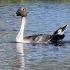 Поиск таёжного гуменника A Fabalis Middendorffi The Search For The Taiga Goose Wildlife Birds