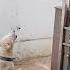 A Dog Was Seen As If Praying To Lord Shiva At The Time Of Maha Abhishekam In Sivalayam Vizag