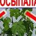 Цветение винограда Чтобы НЕ ОСЫПАЛАСЬ ЗАВЯЗЬ нужен ЭТОТ препарат и ПРИЩИПКА ВЕРХУШЕК ЭТИХ побегов