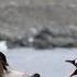 Skua Steals A Penguin Chick Off The Nest