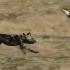 Wild Dogs Hunting Waterbuck