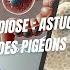 Goodbye Coccidiosis Natural Tips For Robust Pigeons