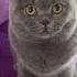 So You Think British Shorthair Cats Are Cute Check This Britishshorthair