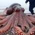 Big Octopus At Isolated Beach Pacific Pacificocean Pacific Ocean Deepsea Pacificoceanfishing Ai