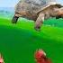 Cute Little Animals Turtle Goat Chicken Sheep Rabbit Cat Animal Videos