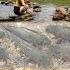 A Very Unique Way To Trap Fish Ana Arranges Rocks To Create A Trap To Catch Fish In The Stream