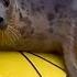 Adorable Seal Catches A Ride On A Kayak National Geographic