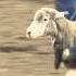 Spanish Fork Rodeo Mutton Busting