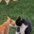 Cat Fight Broke Out In The Park Where Hundreds Of Cats Live