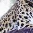 Amur Leopard Stealthy Snow Hunter How Does The Rarest Cat In The World Live