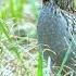 Quail Singing Early Morning Batair Morning Sound Apna Saraiky Channel 1