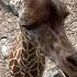 GIRAFFE SOUNDS