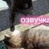 Смешная озвучка кошек Cat озвучка приколыскотами