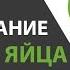 КАК ФОРМИРУЕТСЯ КУРИНОЕ ЯЙЦО наглядное пособие как курица несет яйца Часть 9