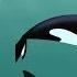 4 21 Братья Кратт Косатка любитель акул Wild Kratts This Orca Likes Sharks