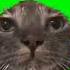 Wet Cat Staring At The Camera Meme Green Screen Sound 1