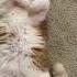 Cat Does A Magical Sit Up Exotic Shorthair Flexible