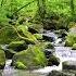 Harmonious Birds Chirping Beautiful Stream Sounds Lovely Nature Sounds Cozy Paradise