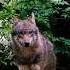 A Wolf In The Wild Music Edm Wolf Wolfdog Wildlife Wildanimals