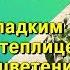 Уход за перцем в теплице во время цветения Советы профессора Мамедова