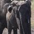 Opportunistic Mating Young Elephant Bull Nature Matingseason Africanelephants Animals Nature